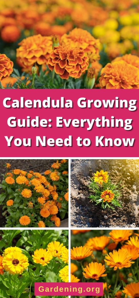 Calendula Growing Guide: Everything You Need to Know pinterest image.
