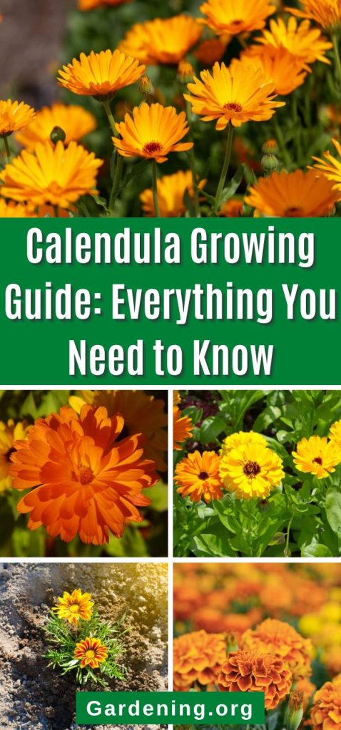 Calendula Growing Guide: Everything You Need to Know pinterest image.
