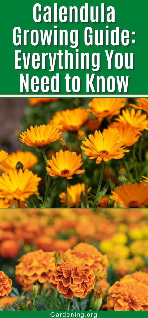 Calendula Growing Guide: Everything You Need to Know pinterest image.