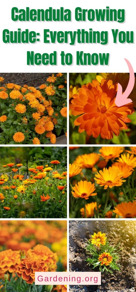 Calendula Growing Guide: Everything You Need to Know pinterest image.
