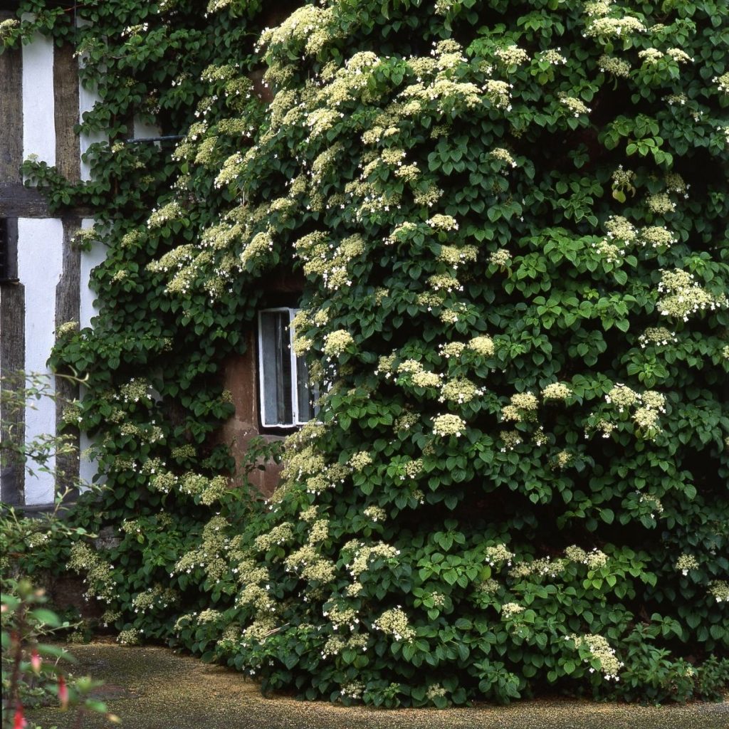 Climbing hydrangea covering garden walls.