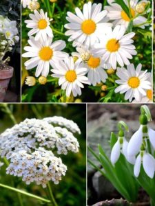 Collage of beautiful blooming white flowers.