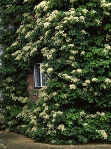 climbing hydrangeas covering garden wall