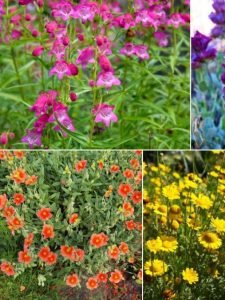 Collage of beautiful dry weather drought tolerant perennials.