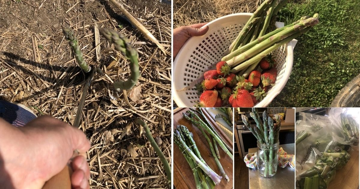 Collage photo featuring steps on how to harvest and store asparagus.