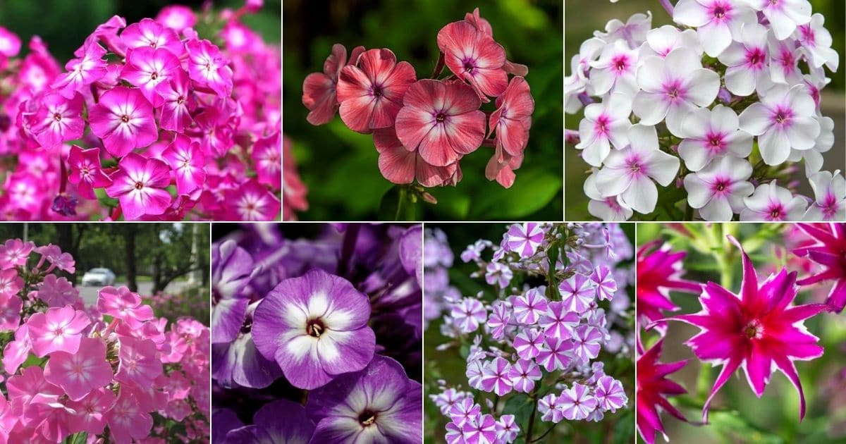 Collage of beautiful blooming phlox flowers.