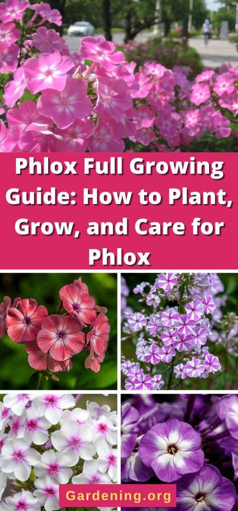 Phlox Full Growing Guide: How to Plant, Grow, and Care for Phlox pinterest image.