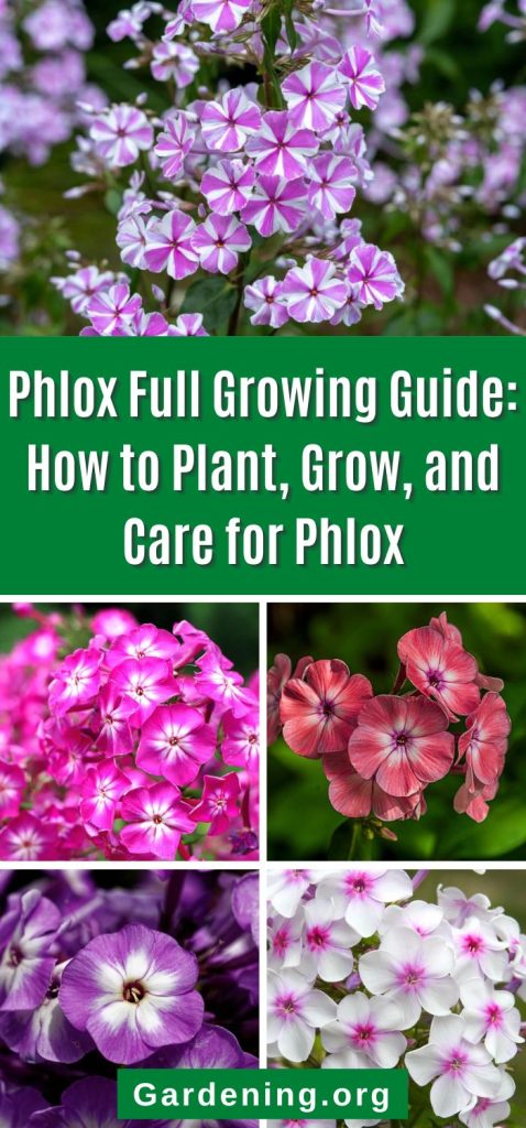 Phlox Full Growing Guide: How to Plant, Grow, and Care for Phlox pinterest image.