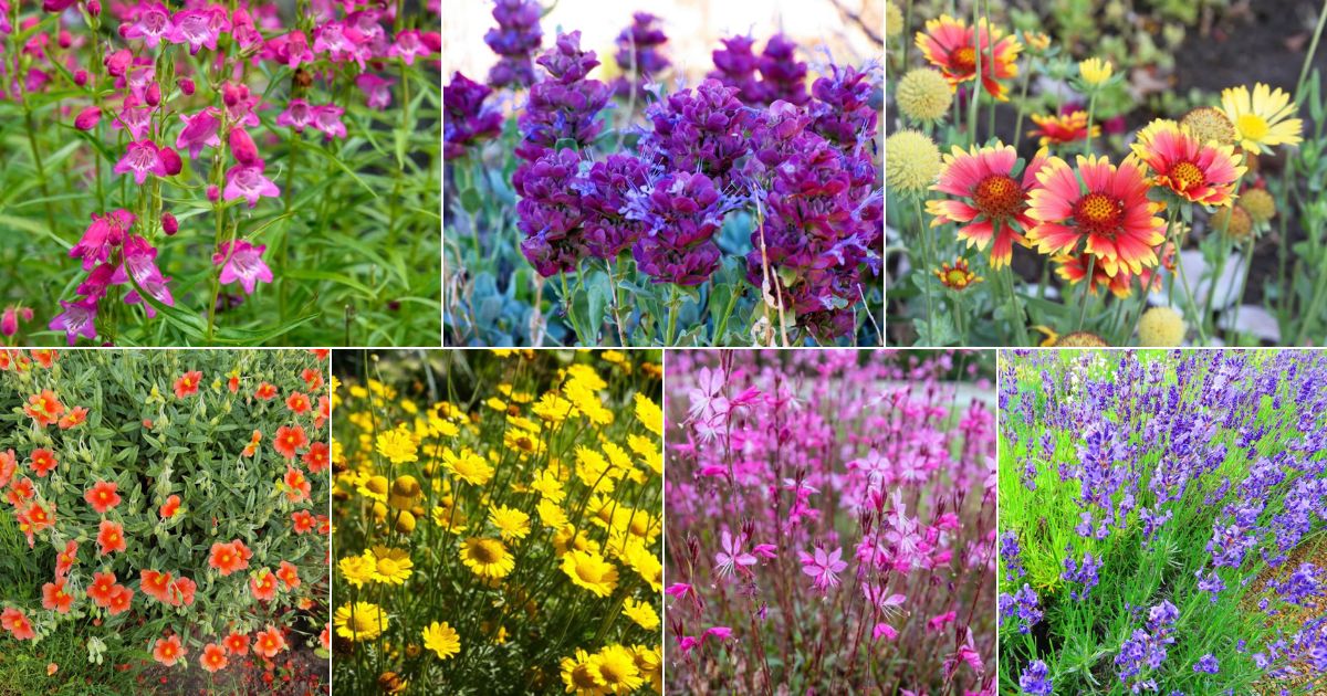 Collage of beautiful dry weather drought tolerant perennials.