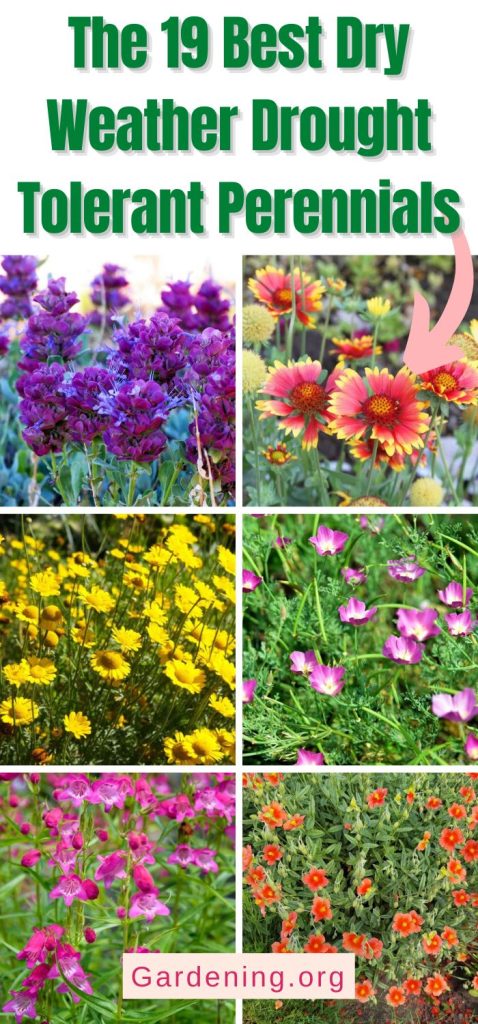 The 19 Best Dry Weather Drought Tolerant Perennials pinterest image.