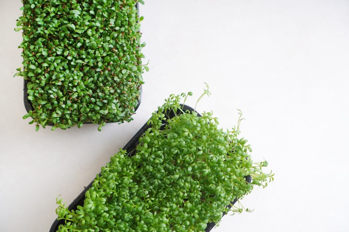 trays of homegrown microgreens