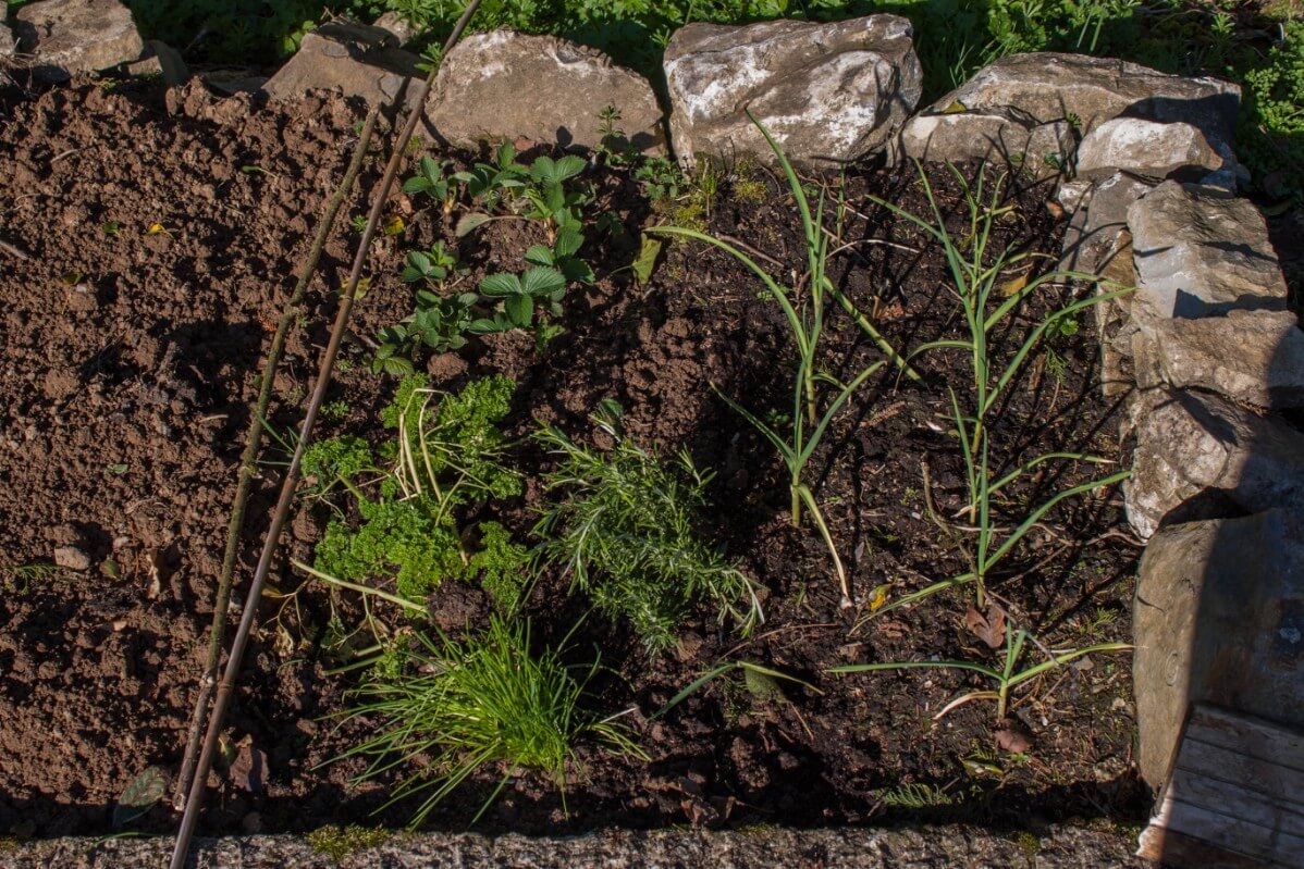 strawberries and herbs companion planted together in garden bed