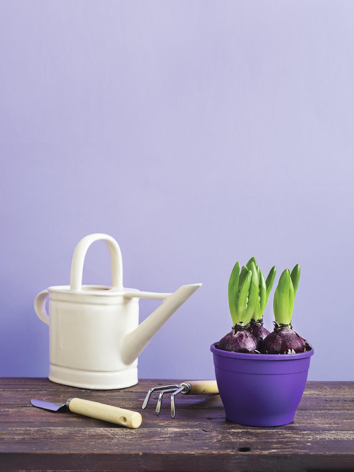 potted flower bulbs forced for indoor blooms