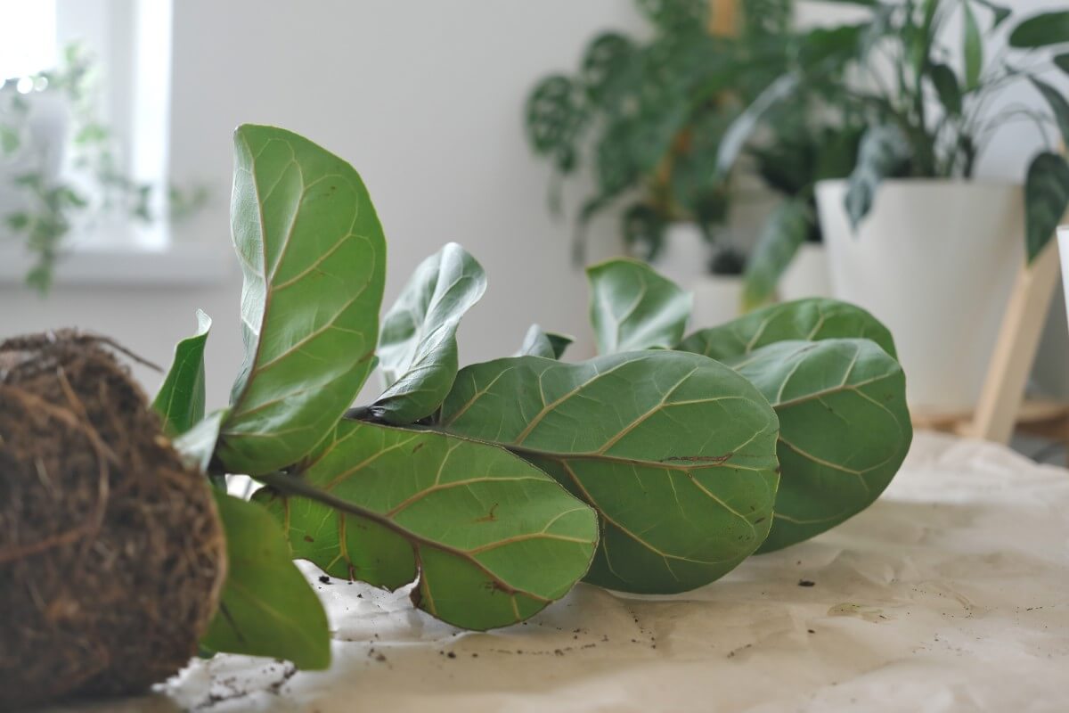 root-bound houseplant ready for repotting
