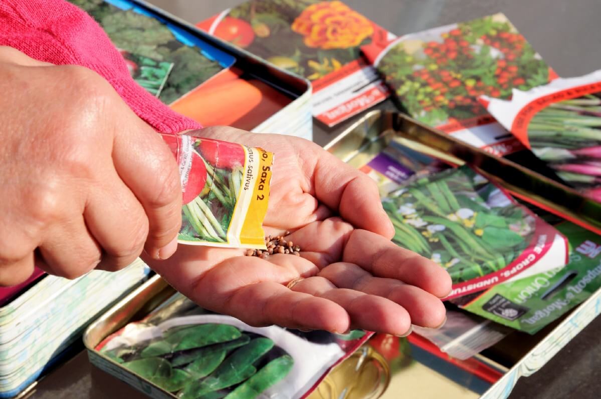 person pouring seeds out into a hand