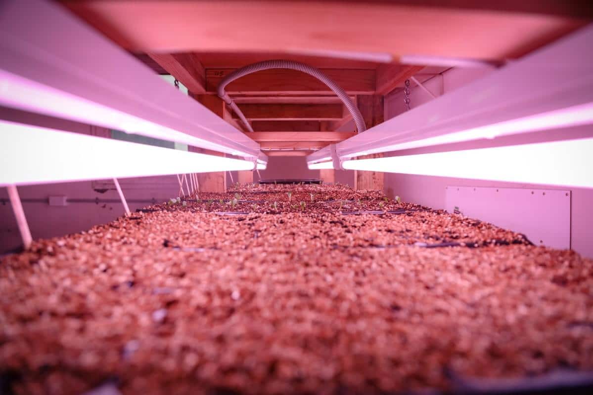 flourescent grow light set up for starting seeds