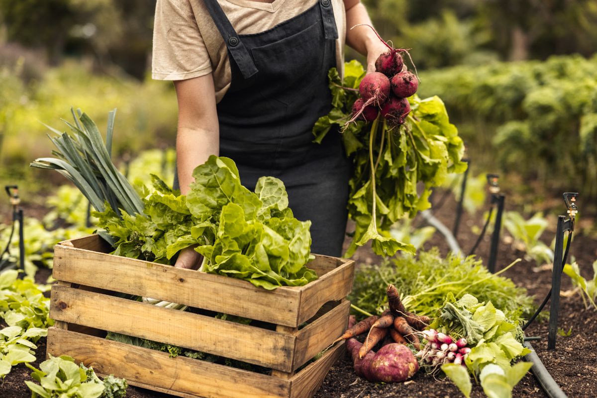 Woman gardener harvesting vegetables in the garden