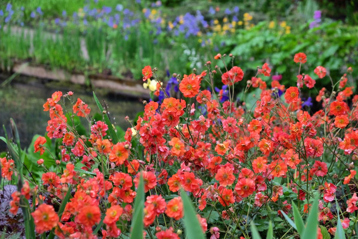 A full perennial flower bed with blazing orange flowers in bloom