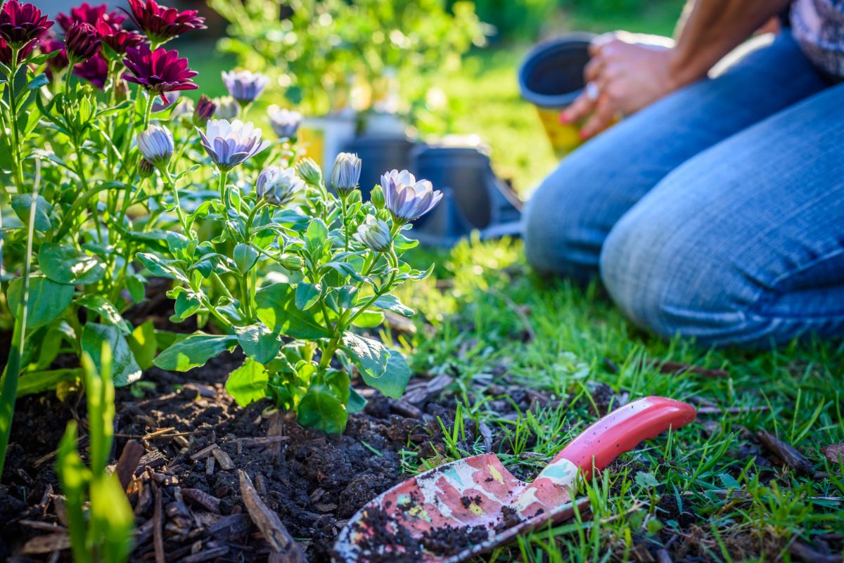 a woman gardening and kneeling next to her perennial bed