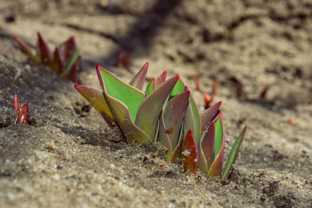 Large-leafed perennial plant breaking through soil after winter dormancy