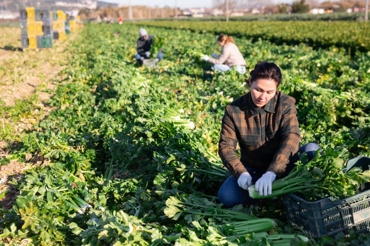 A few vegetable farm workers working a very large vegetable field