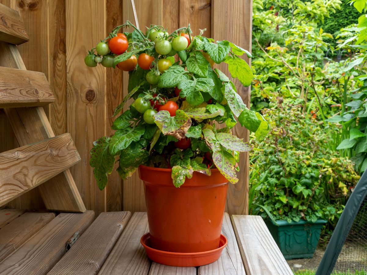 A dwarf variety of cherry tomato grown in a container