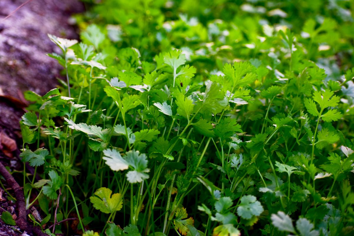 closeup of cilantro growing in an herb garden