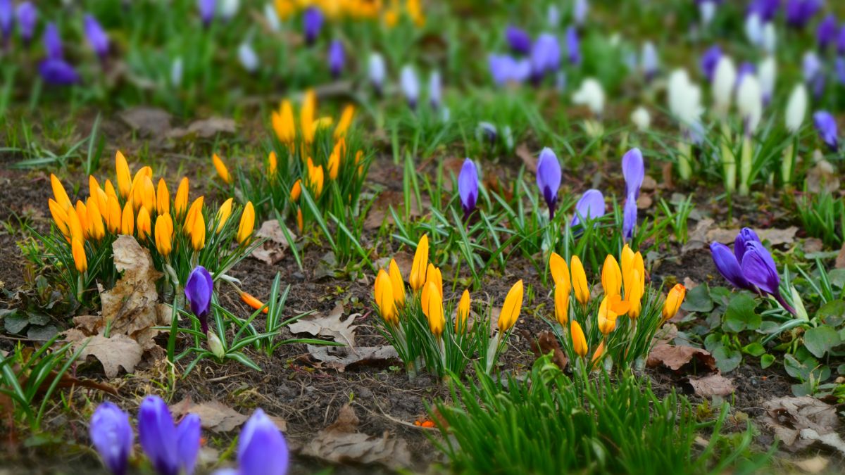 New spring growth of young purple and yellow crocus buds