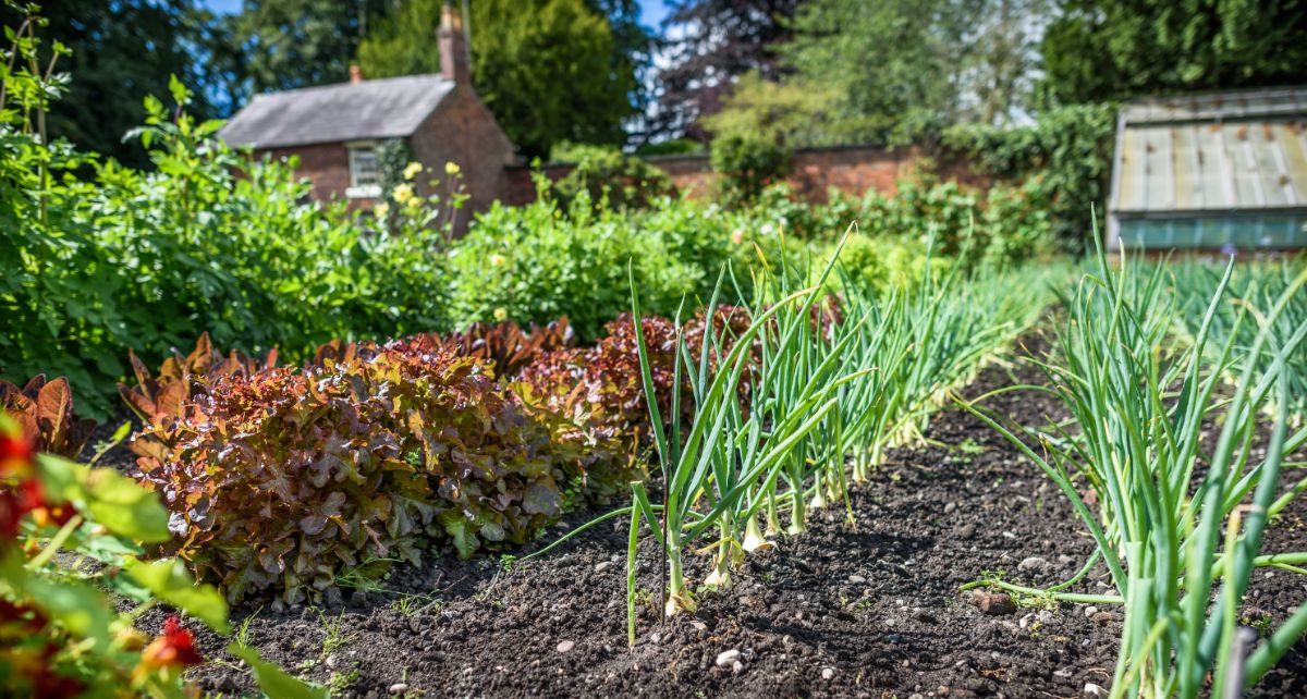 A beautifully laid out vegetable garden with lettuce and onions