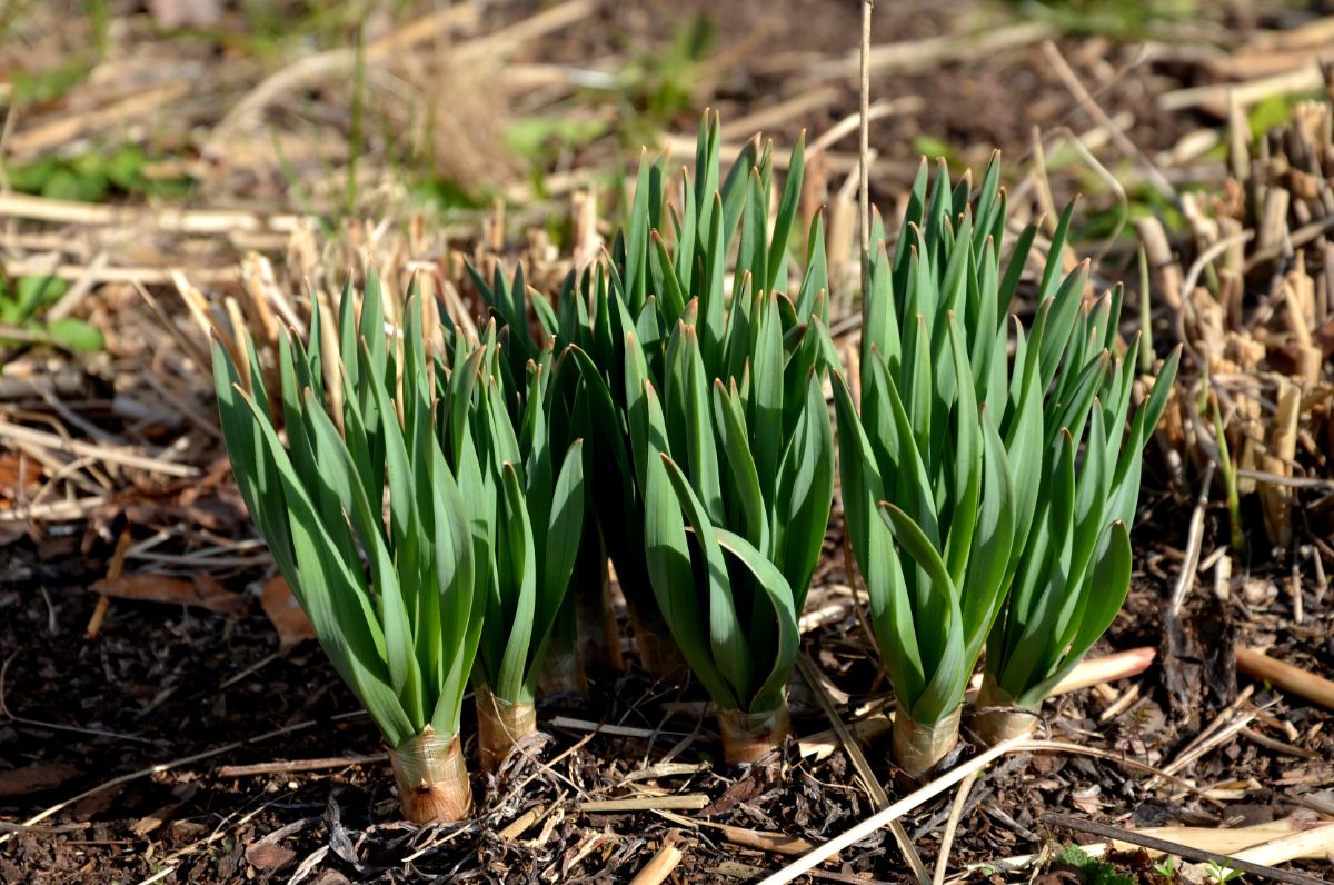 Spring bulbs popping through the ground with new green shoots