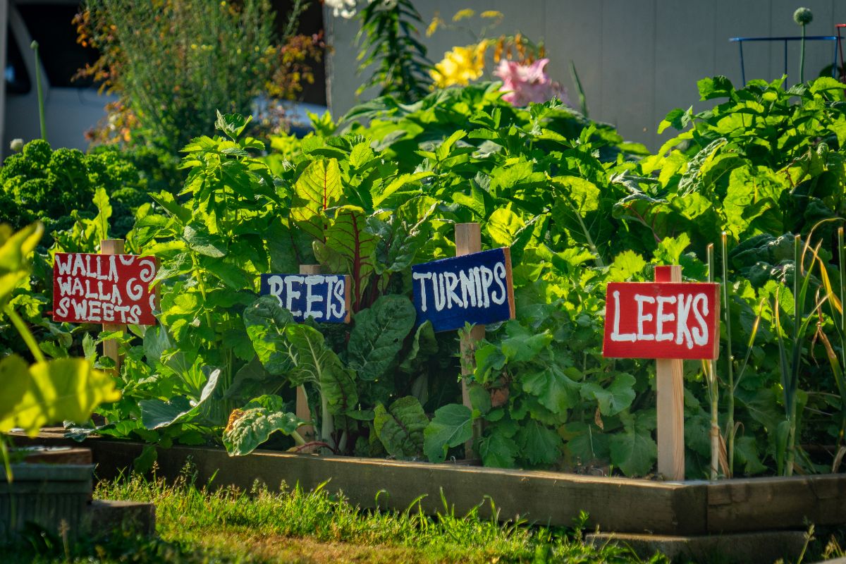 An abundantly growing Victory Garden bed