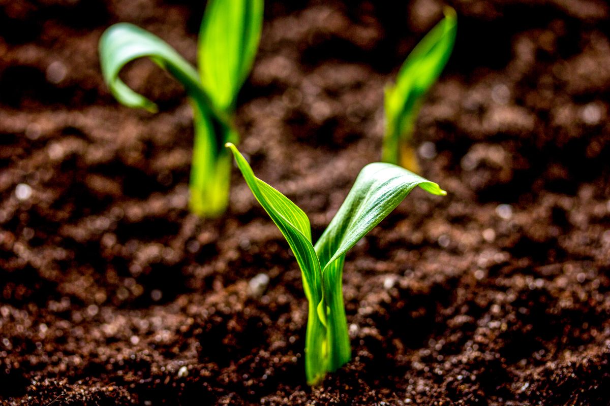 small sprouting corn plants in the garden