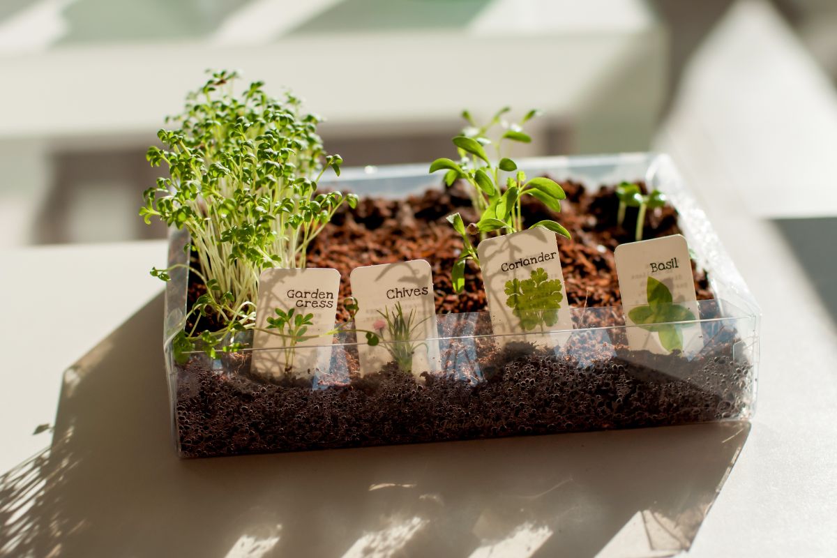 Four types of herbs planted in a container