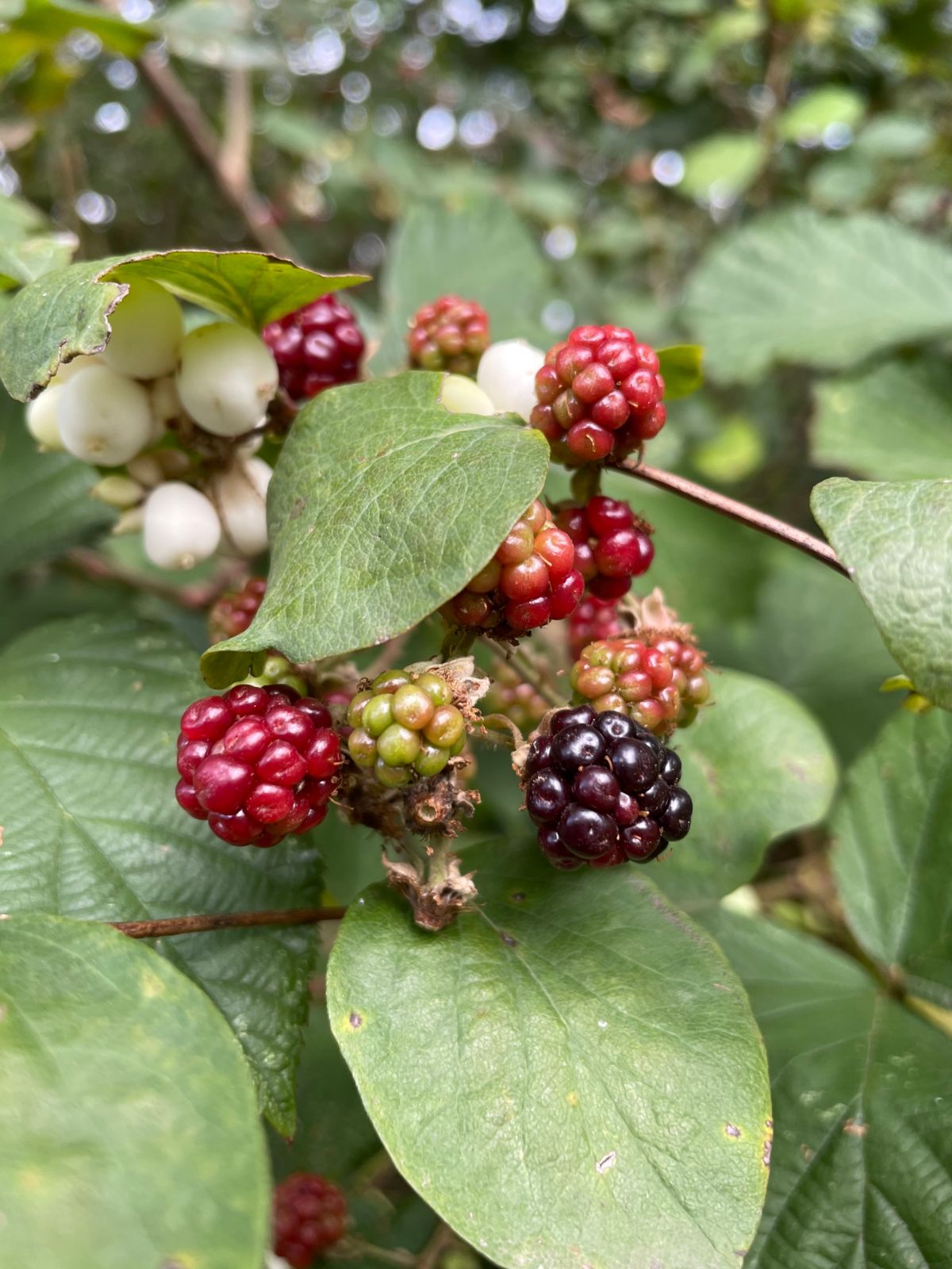 Closeup of ripening raspberries