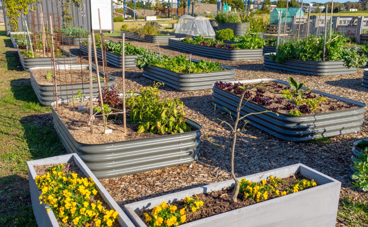 Nicely arranged raised bed Victory Garden