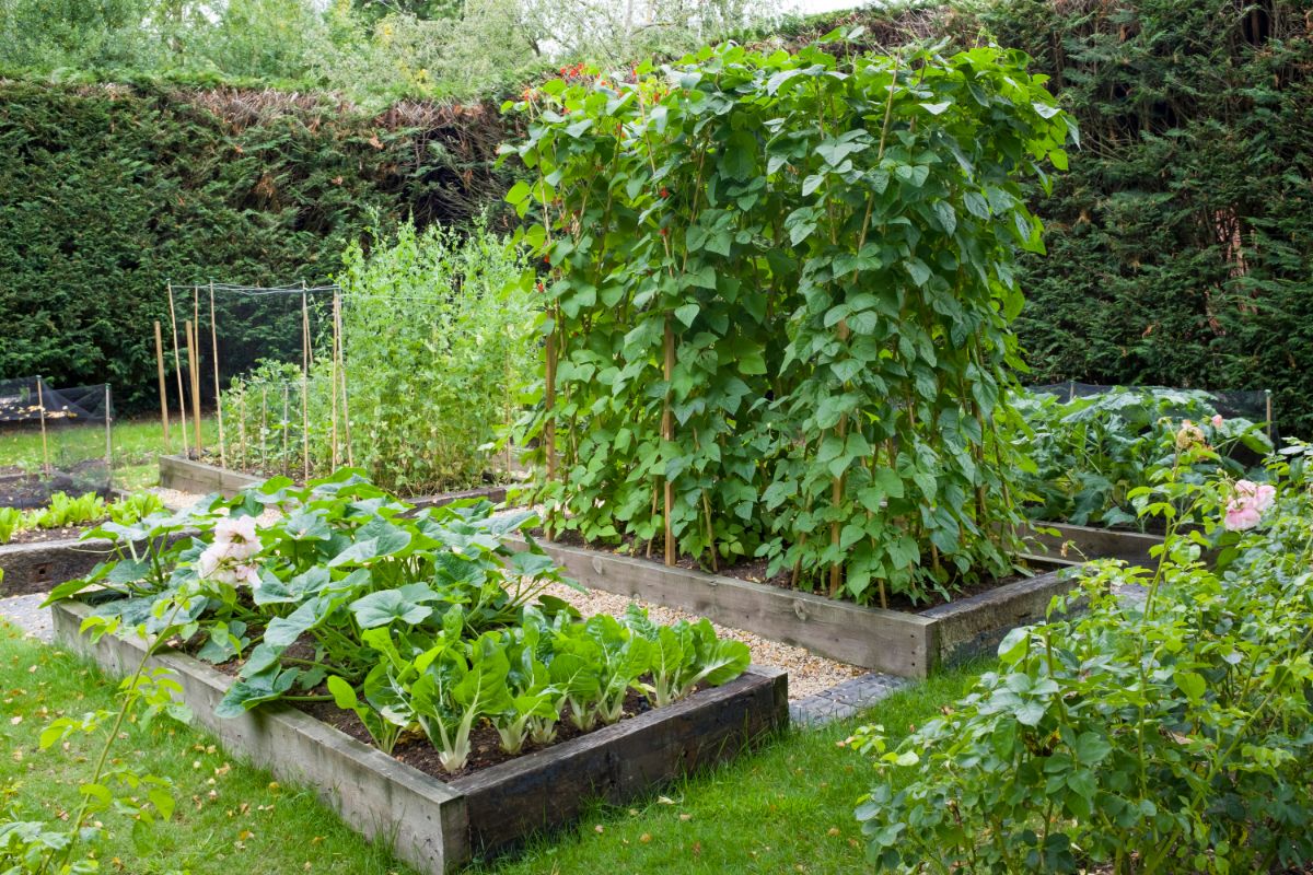 Well organized raised garden beds overflowing with produce
