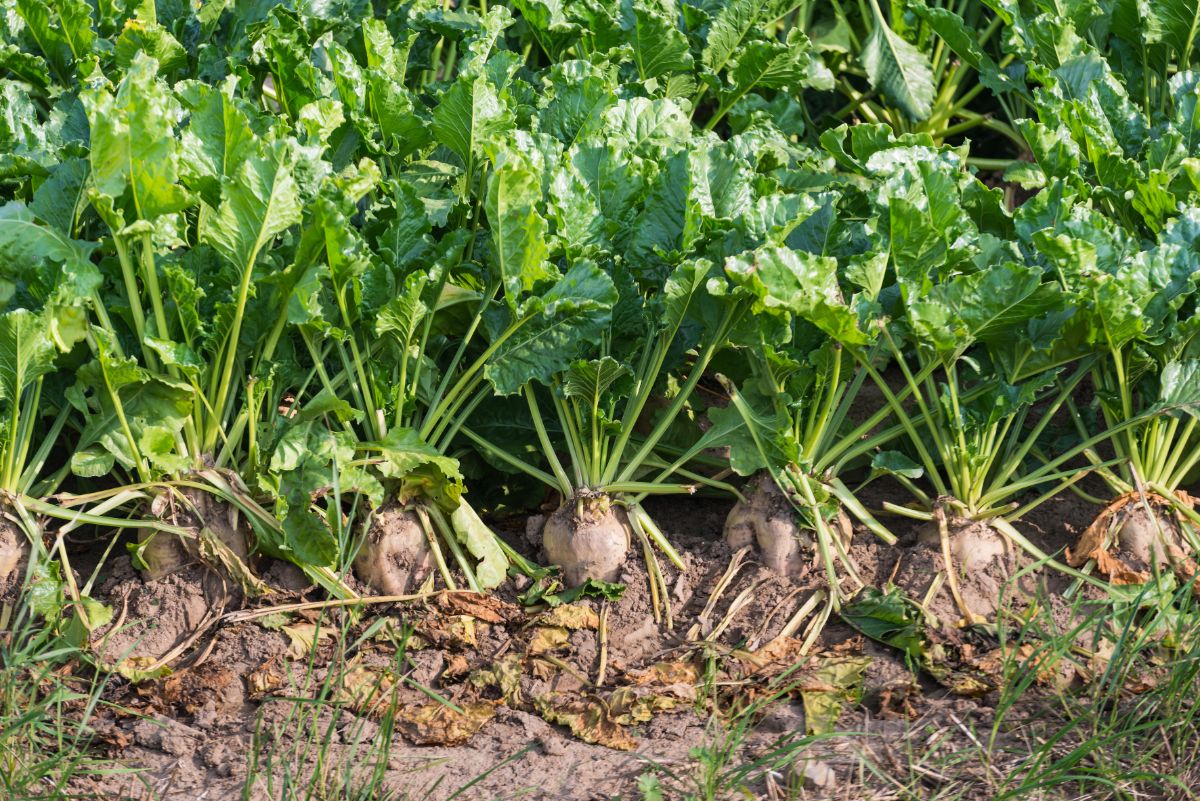 Sugar beets aka Mangels growing in a home garden for animal feed