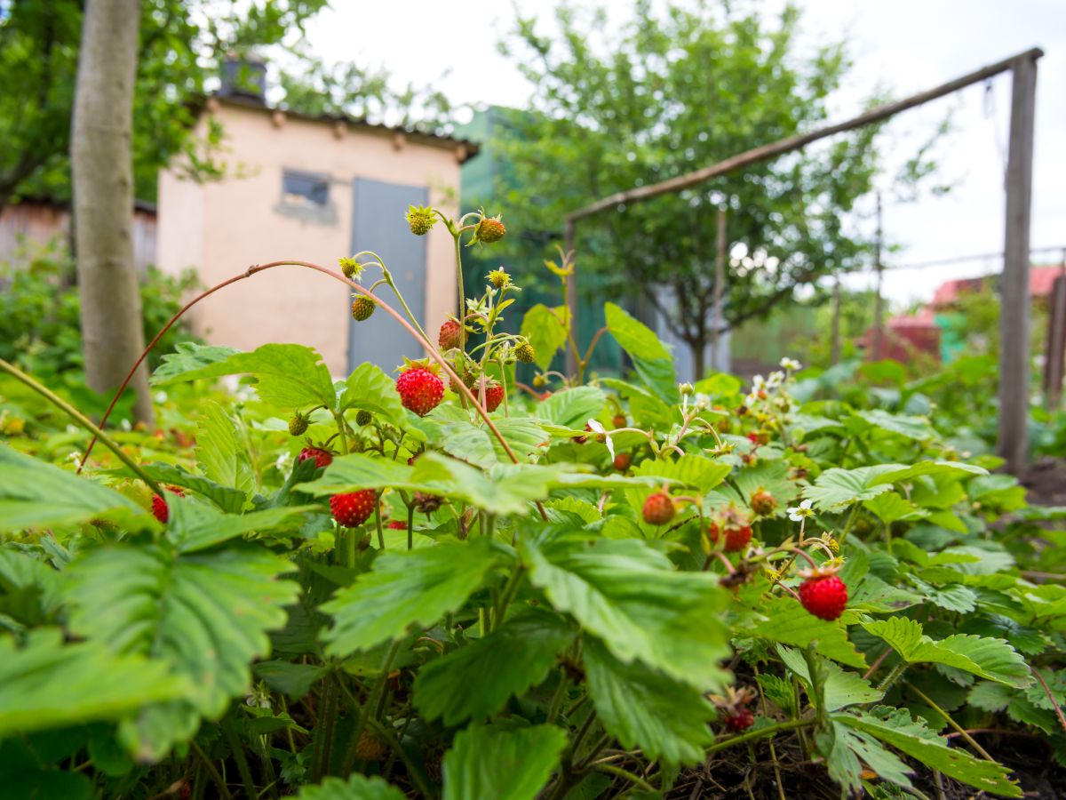 perennial strawberry plants with ripening red berries