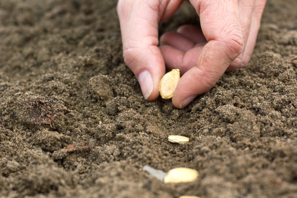 Hand planting pumpkin seeds in a row