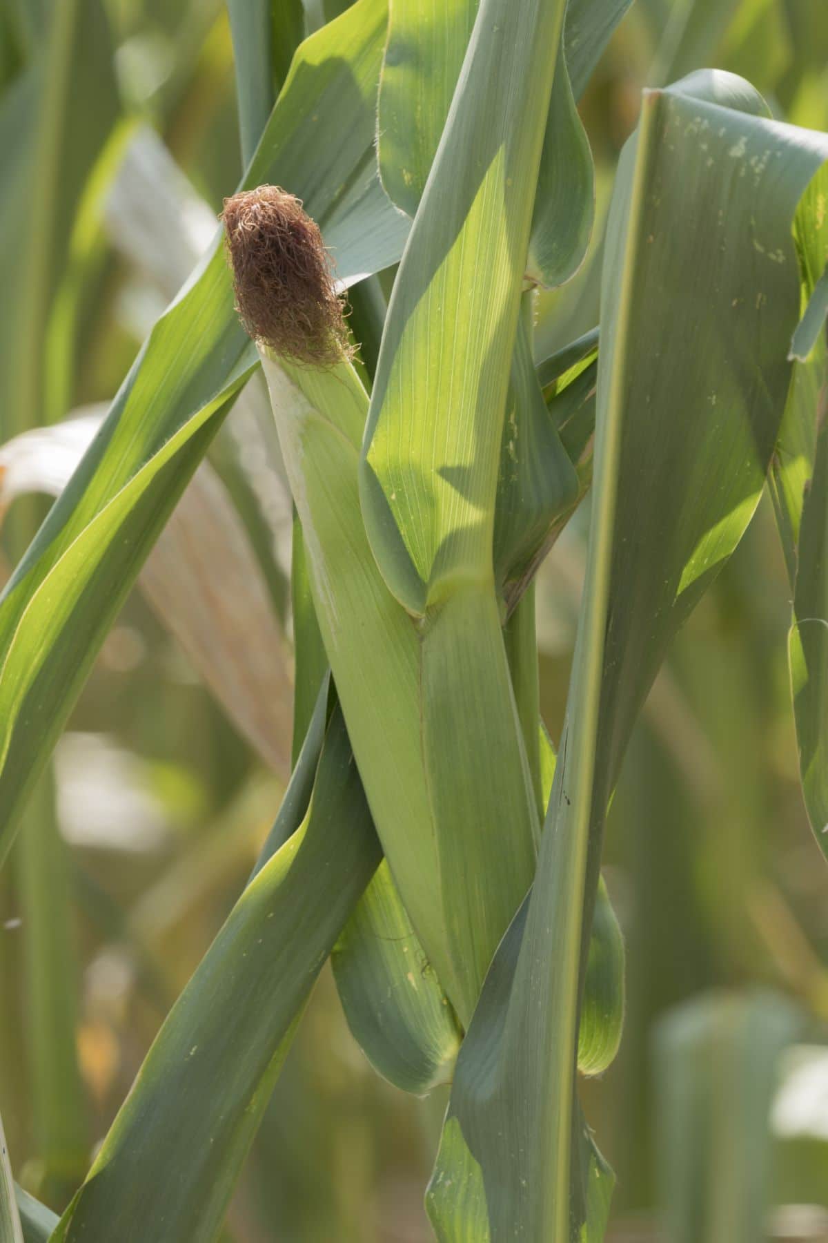 An ear of corn close up on a corn stalk