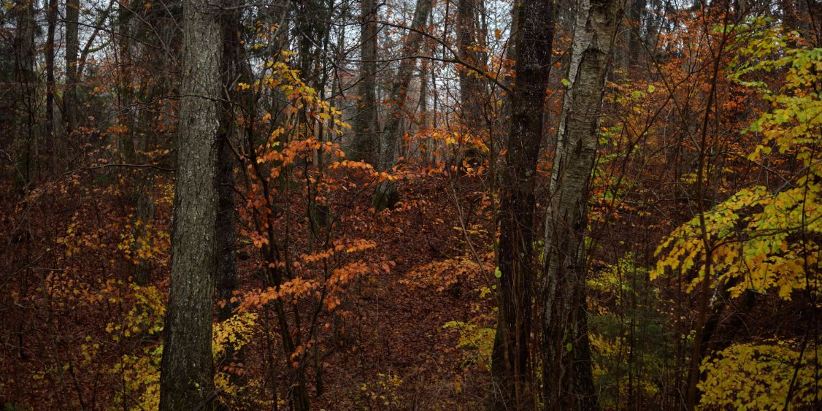 hardwood trees standing in a forest