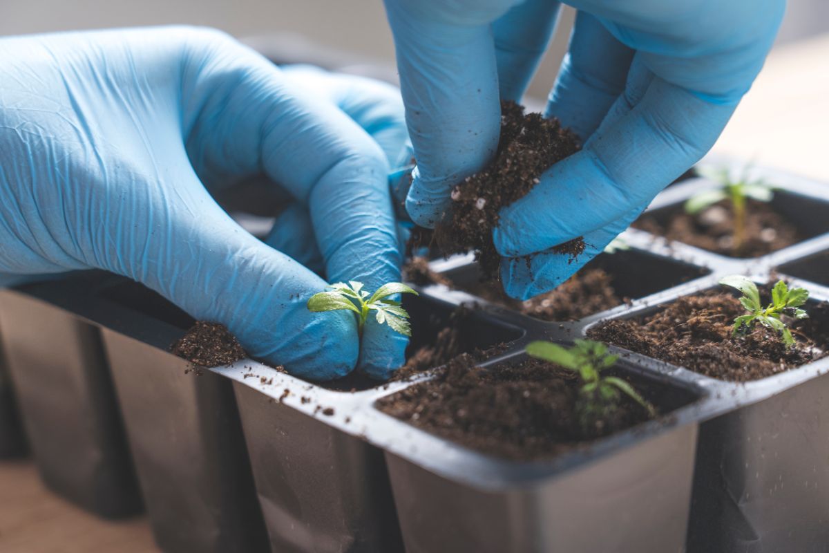 gloved hands potting up vegetable seedlings