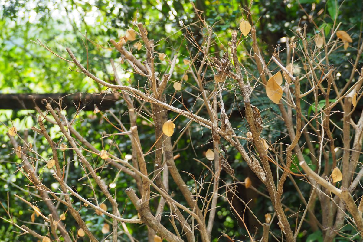 Dried up woody stems of a dying perennial bush