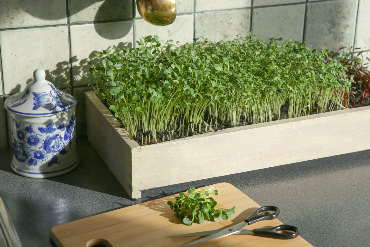 A box with several varieties of microgreens growing on a kitchen counter