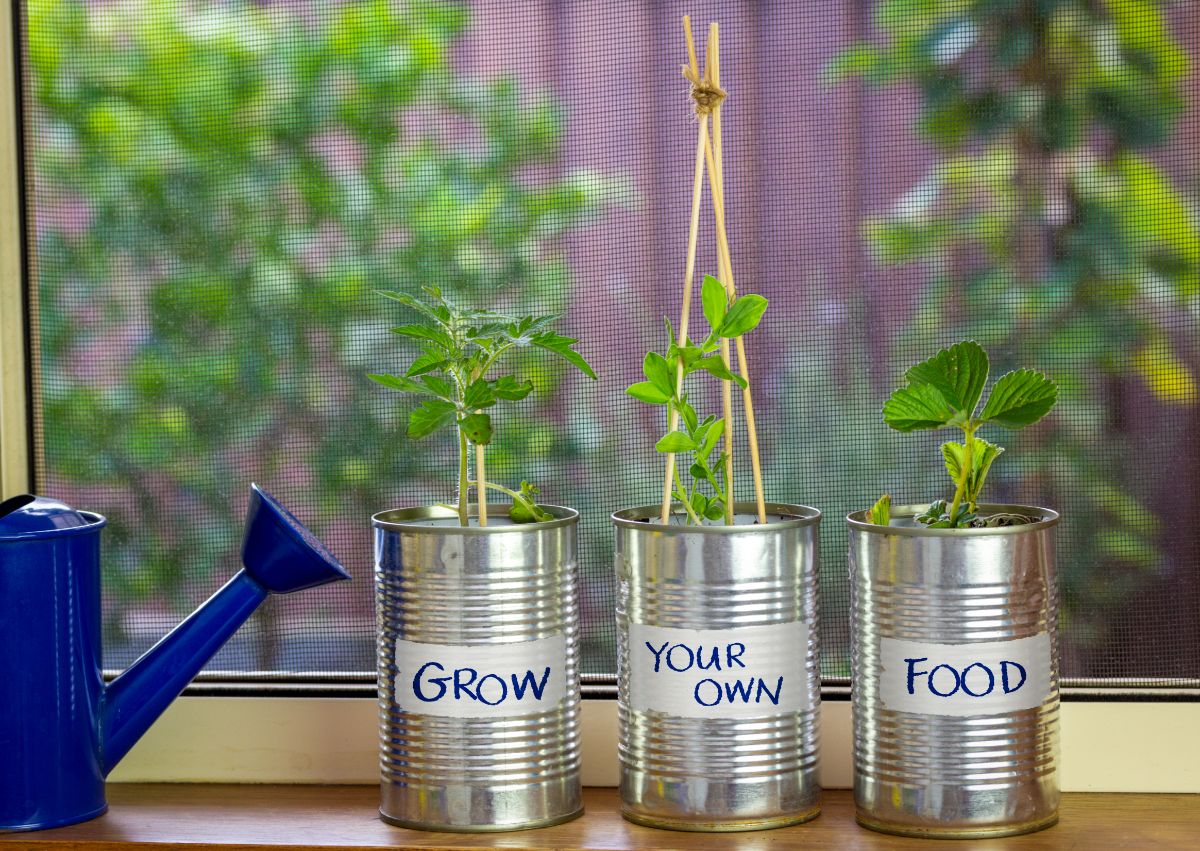 Seedlings growing in cans on a windowsill