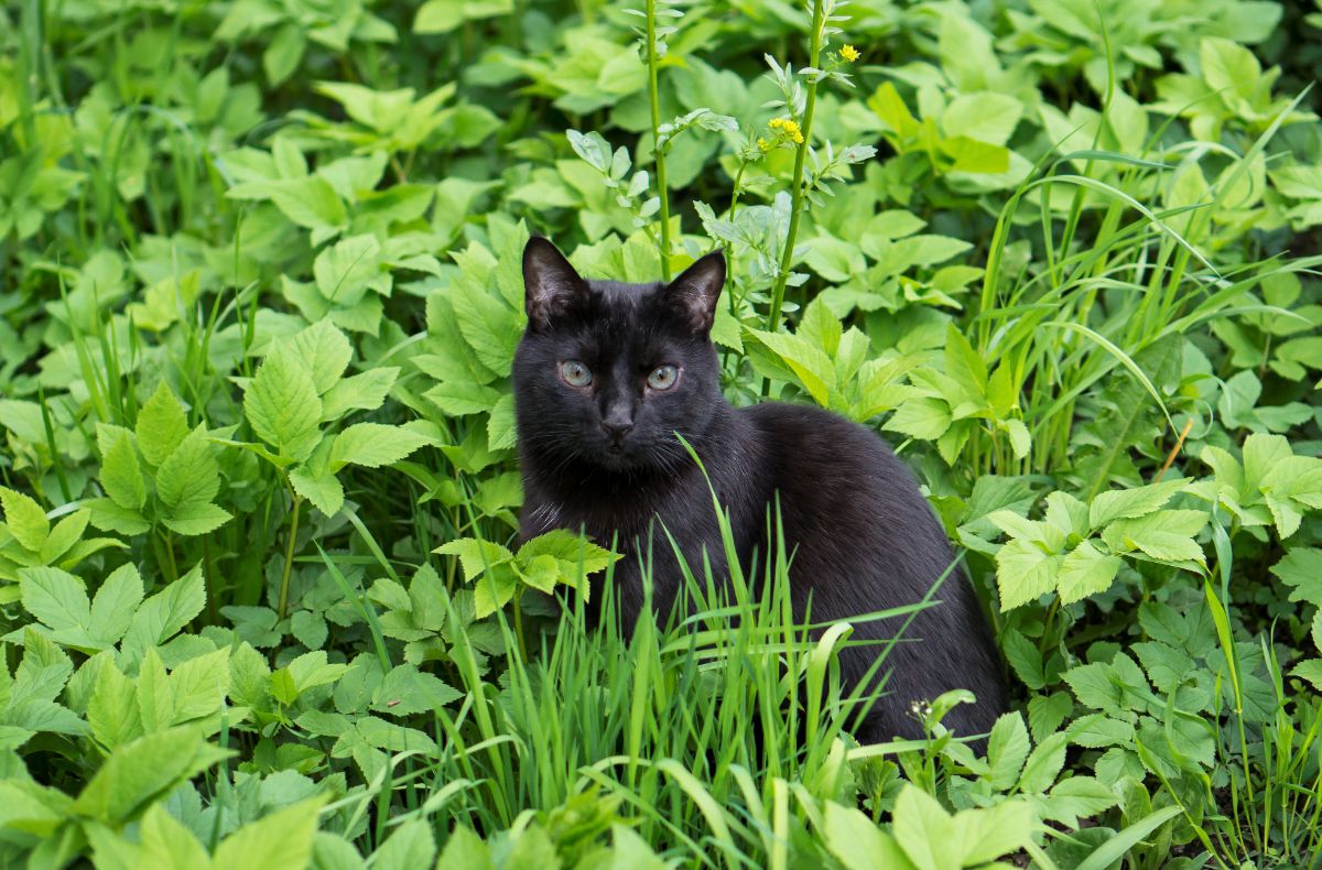 Black cat in the middle of a garden