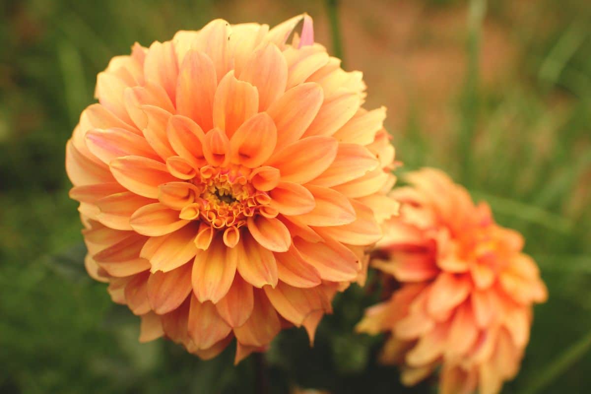 Beautiful bright orange dahlia flower