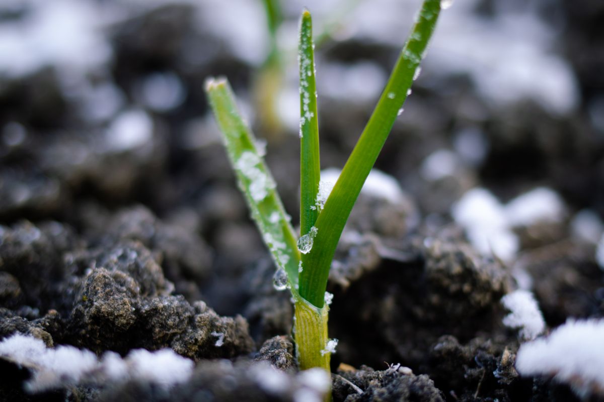 A green onion sprout top with ice crystals on it