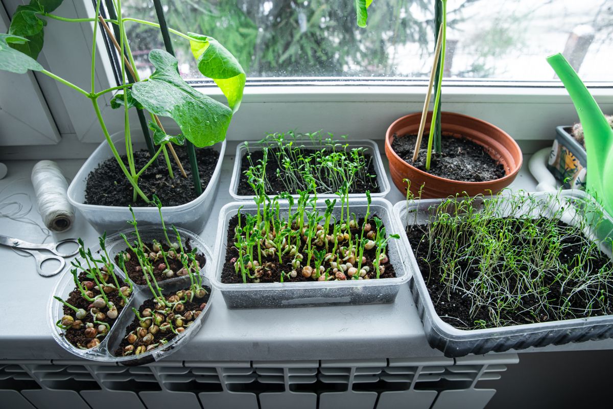 A "micro garden" growing on a window sill inside