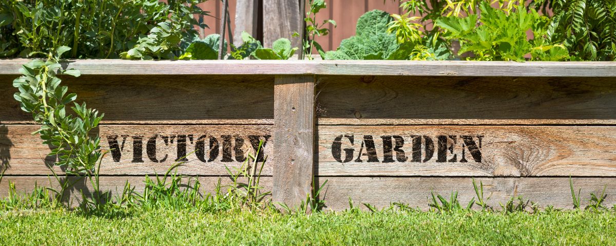 Raised bed garden with "Victory Garden" stenciled on the side